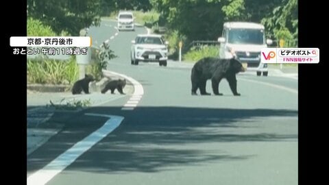 道路に“クマの親子”　木登りやスイスイ泳ぐ姿、住宅街を堂々と歩く姿も…各地で相次ぎ出没