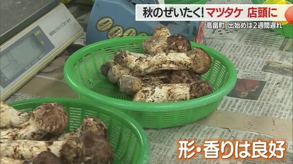 山形】秋の味覚の王様「マツタケ」店頭に並ぶ 夏暑く出始めは約2週間遅れるも良質 高畠町｜FNNプライムオンライン