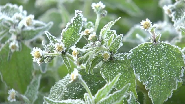 草に霜がおりる