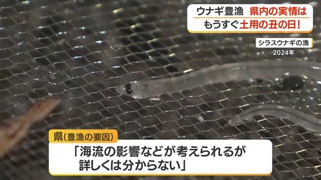 ウナギの稚魚「シラスウナギ」
