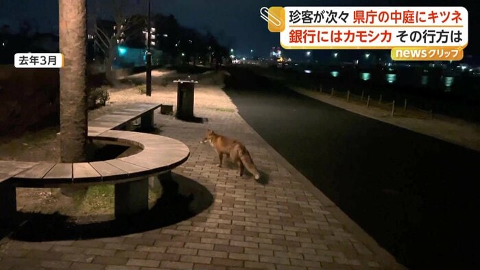 市街地を歩くキツネ