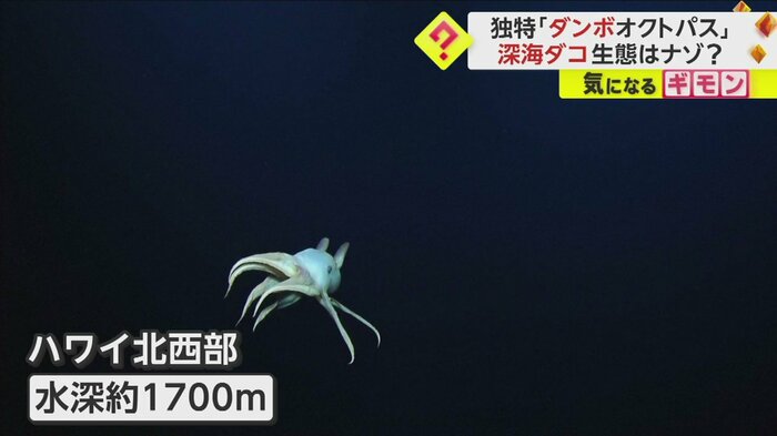 (Ocean Exploration Trust/NOAA)