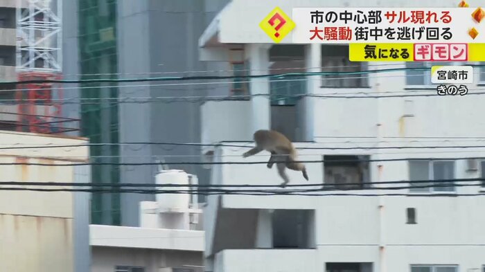 電線の上を渡るサル