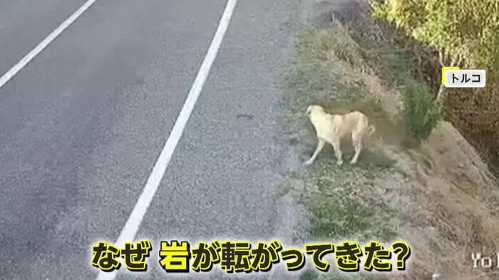 驚いて駆けてきた犬
