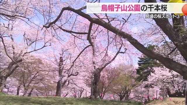親子連れやご夫婦、さまざまな人がお花見を楽しんでいた