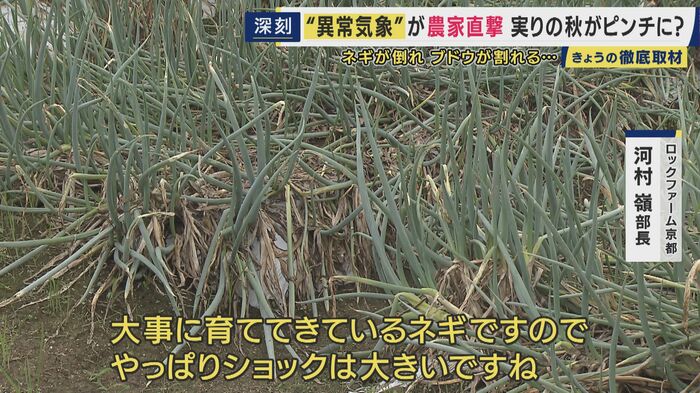 ネギが次々と倒れてしまっている無残な光景
