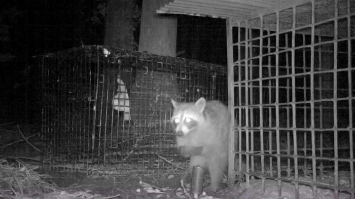 “かわいさ”の反面…増え続ける農業被害 アライグマ被害に立ち向かう地元猟友会の課題【佐賀発】