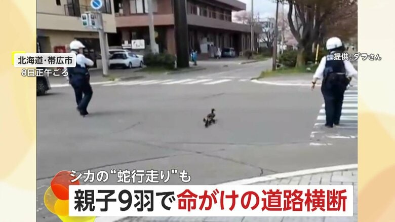 「どうすんのさこれ～」カルガモ親子9羽で“命懸け”の道路横断…警察官がボディーガードし川へ誘導　車道を“蛇行走り”で先導する鹿も　北海道｜FNNプライムオンライン