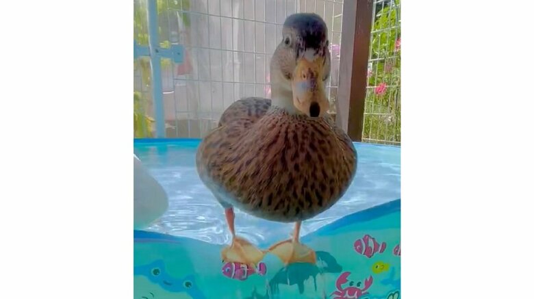 「そこに立つのやめて」プールのフチで大量の水をこぼすアヒルのバランス感覚がすごい！何をしていたのか飼い主に聞いた｜FNNプライムオンライン