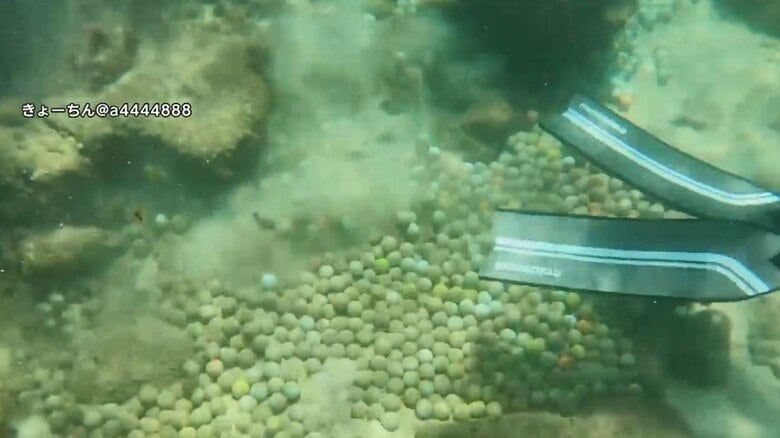 【独自】なぜ？大量の「ゴルフボール」が宮古島の海に　1時間で529個回収…劣化で“有害物質流出”のおそれも｜FNNプライムオンライン