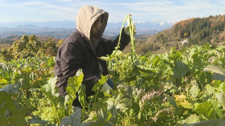 初冬の風物詩「お菜とりツアー」　収穫した野沢菜は1キロ50円で販売　「毎日霜が降りて、やわらかく、おいしく！」｜FNNプライムオンライン