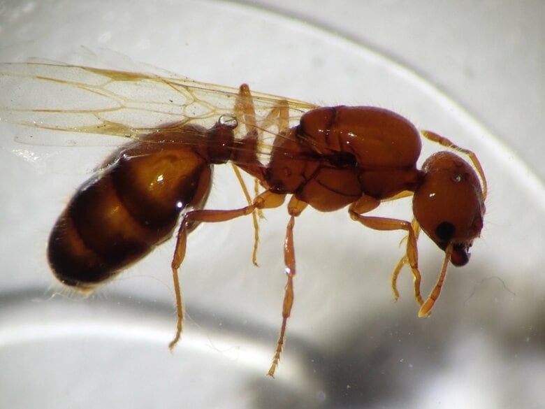 強い毒性持つ特定外来生物…『アカカミアリ』の女王アリが名古屋港で初めて見つかる 巣を作って繁殖する前の状態｜FNNプライムオンライン