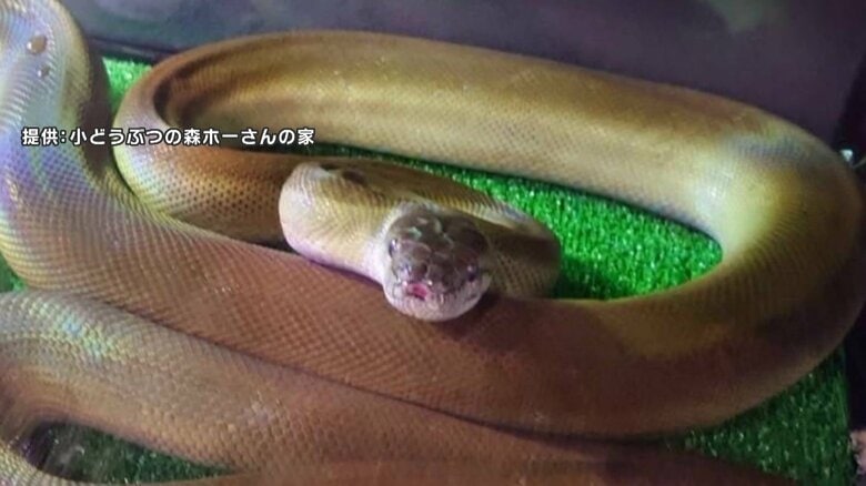 「見つかったので一安心」ペットショップから逃げ出した体長3メートルのヘビ…3週間ぶりに捕獲　通報で警察が飼い主に連絡　青森市　｜FNNプライムオンライン