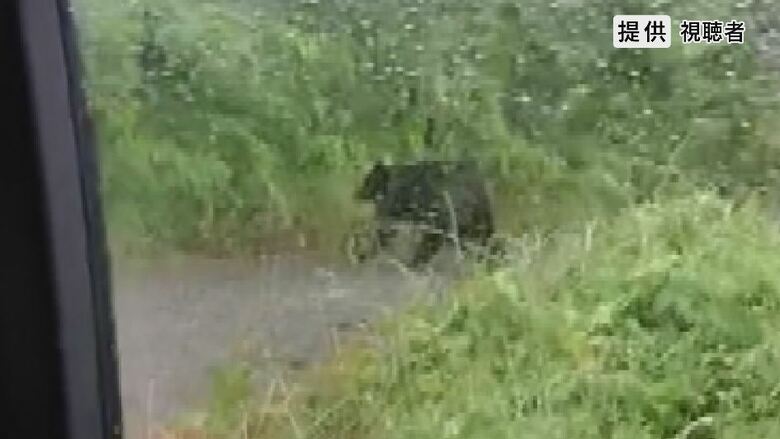 クマが道路上に　体長1メートル弱　発見に至らず　警察が住民に注意呼びかけ　長野・松本市｜FNNプライムオンライン