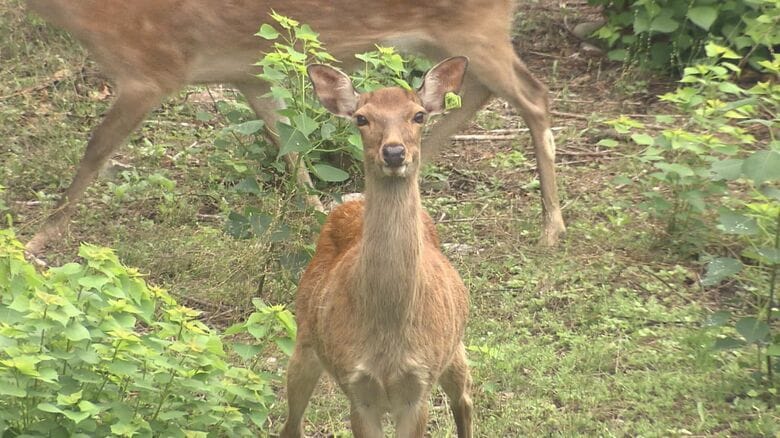急増し事故等相次ぐ…京都市で殺処分予定の野生シカ “名古屋城 内堀”での受け入れ検討 現在は2頭で絶滅の危機｜FNNプライムオンライン
