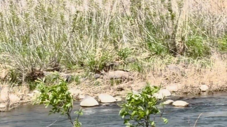 イノシシが河川敷を疾走　土を掘り返しているところを通行人が目撃　体長約1メートル　市や猟友会が追い払うと、川の上流方面に走り去る　長野市｜FNNプライムオンライン