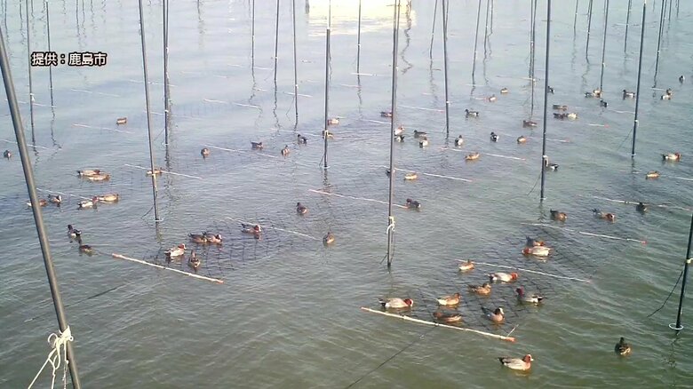 ノリの網にたくさんのカモが…提供:鹿島市