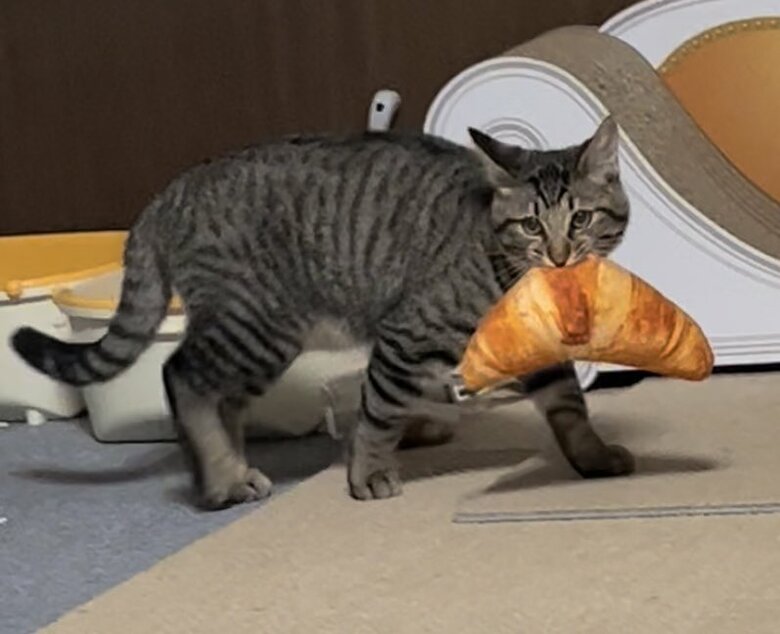 おもちゃを投げると何でも持ってくるという