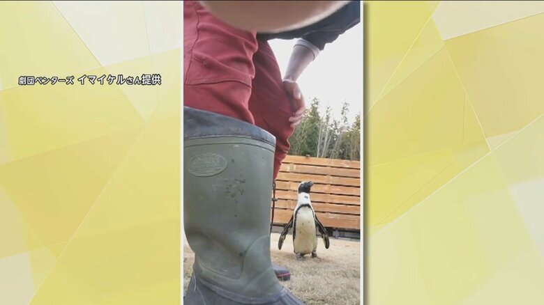 セットしたカメラに近寄ってきたケープペンギン