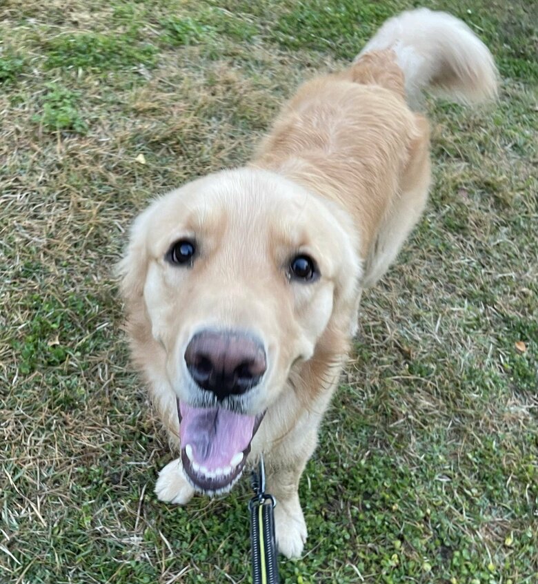 玄関の前で鳴いていたという、セナくん