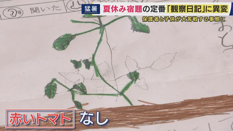 観察日記