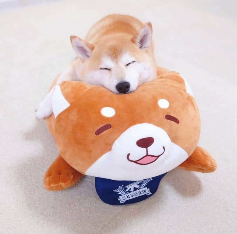提供：柴犬チャーミーさん