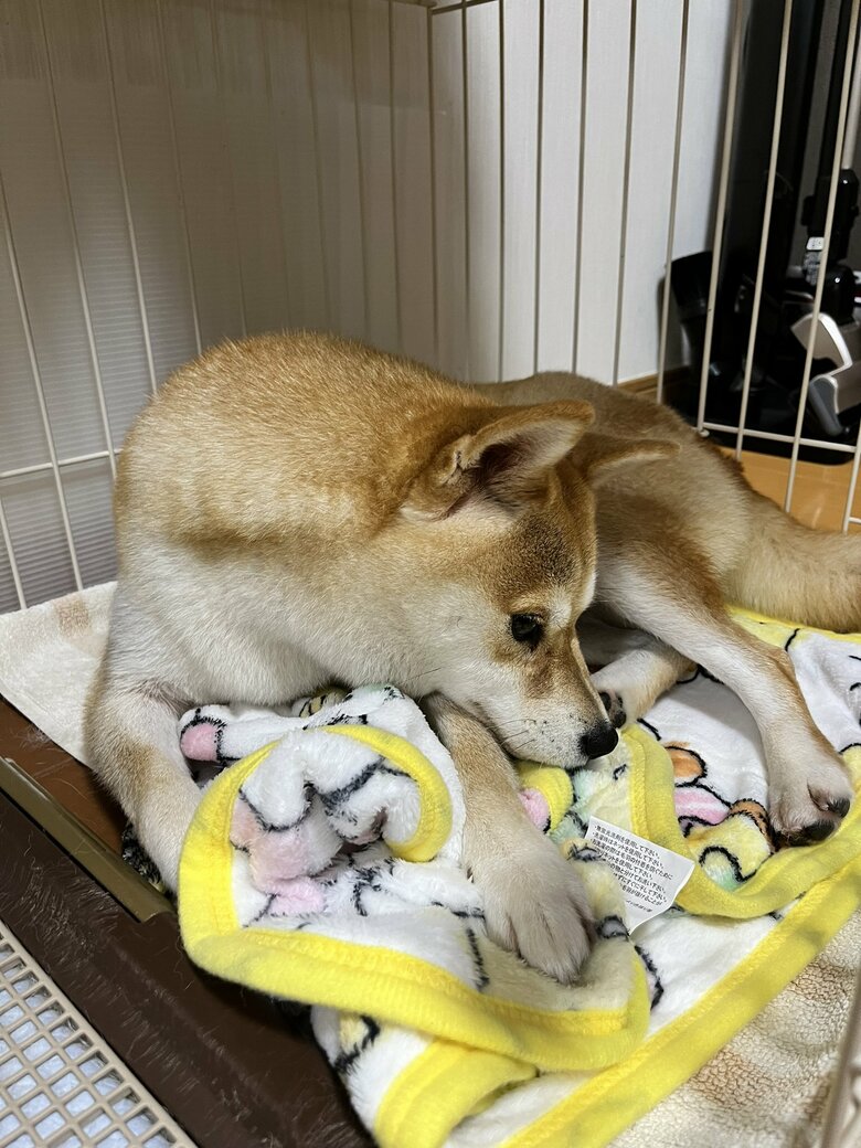 提供：柴犬こちゃんさん