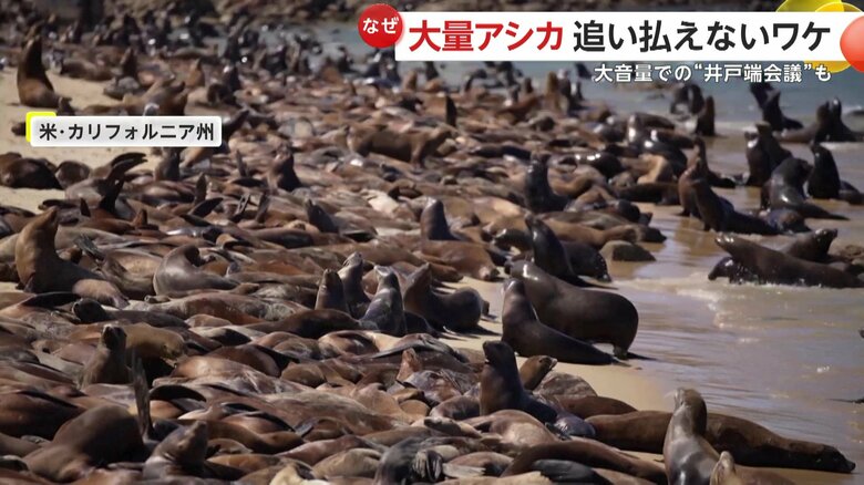 ビーチを占拠する大量のアシカ