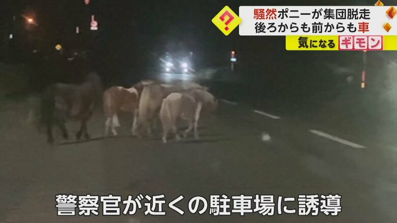 ポニーたちの向こう側に車のライトが見える