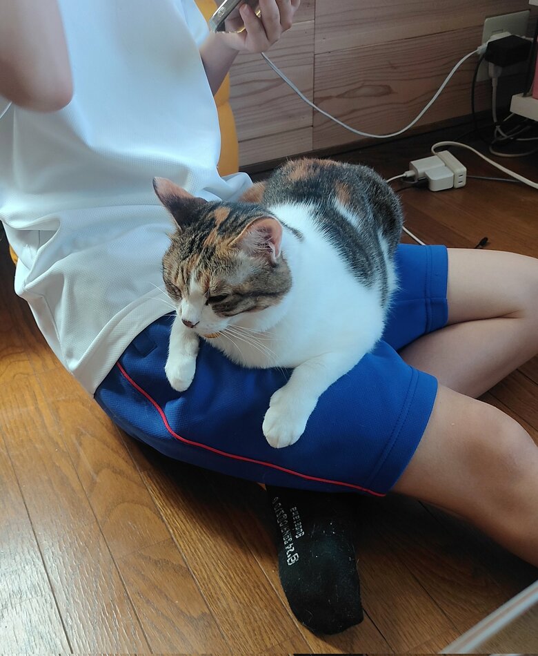 提供：nyaokoさん