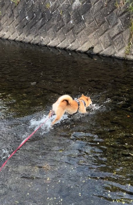 楽しくて終始ハイテンション（提供：柴犬まるやん日記さん）
