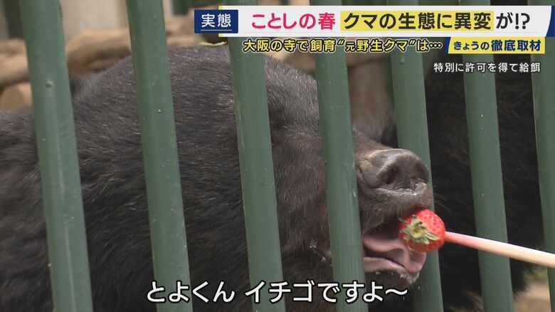 高代寺のクマ「とよ」