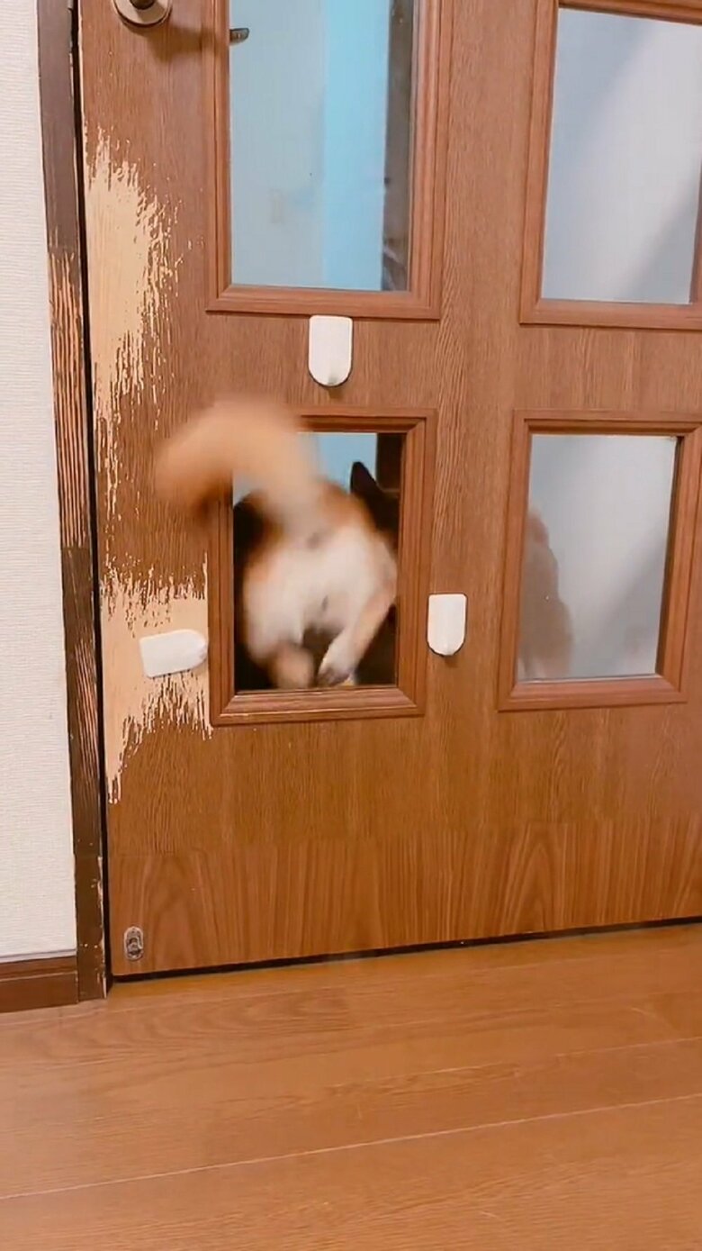 楽々と通り抜けていくミントちゃん