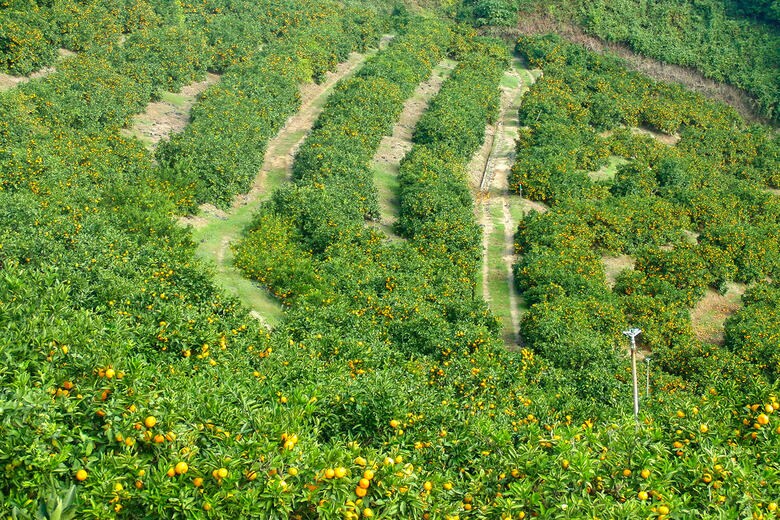 色付いた季節のみかん山（提供：のま果樹園）