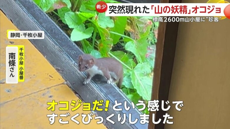 ｢オコジョだ！という感じですごくびっくりしました」と語る千枚小屋の小屋番・南條さん