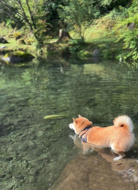 提供：柴リアンハスキーもちごめ兄弟さん