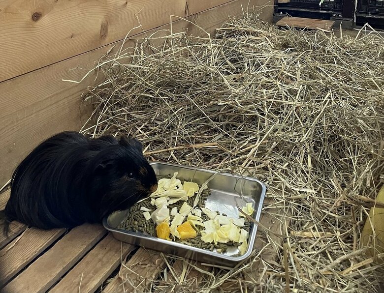 くろまめくんの食事の様子（提供：おびひろ動物園）