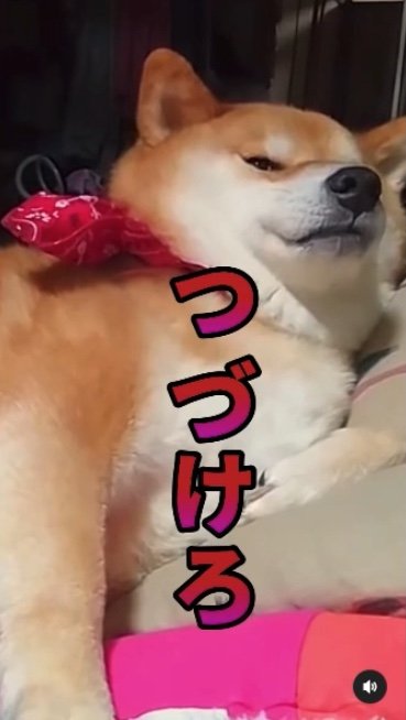 提供：柴犬スティーブch【コーギーと猫を添えて】さん