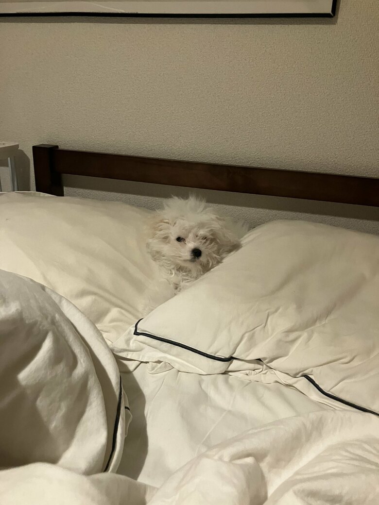 提供：白く、柔らかな犬さん