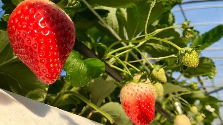 イチゴ農園「まつもとファーム」