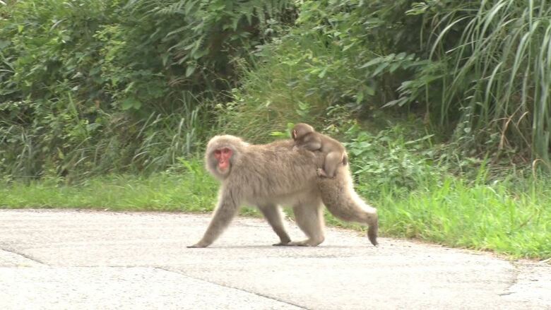 人里にサルが頻繁に出没（長野県安曇野市）