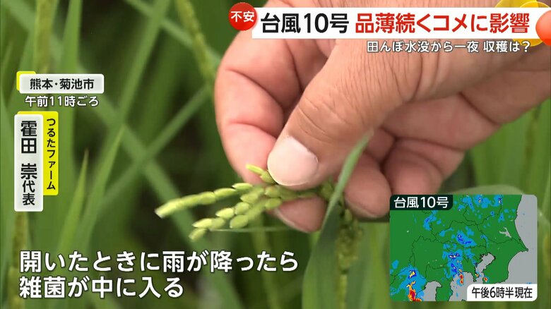 開いた時に雨が降ったらもみに細菌病がついて品質が悪くなりやすい稲の花