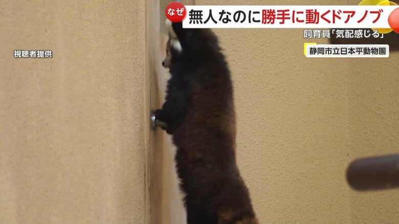2本足で立ち上がり、前足をドアノブにかけて“ガチャガチャ”としていたニコちゃん