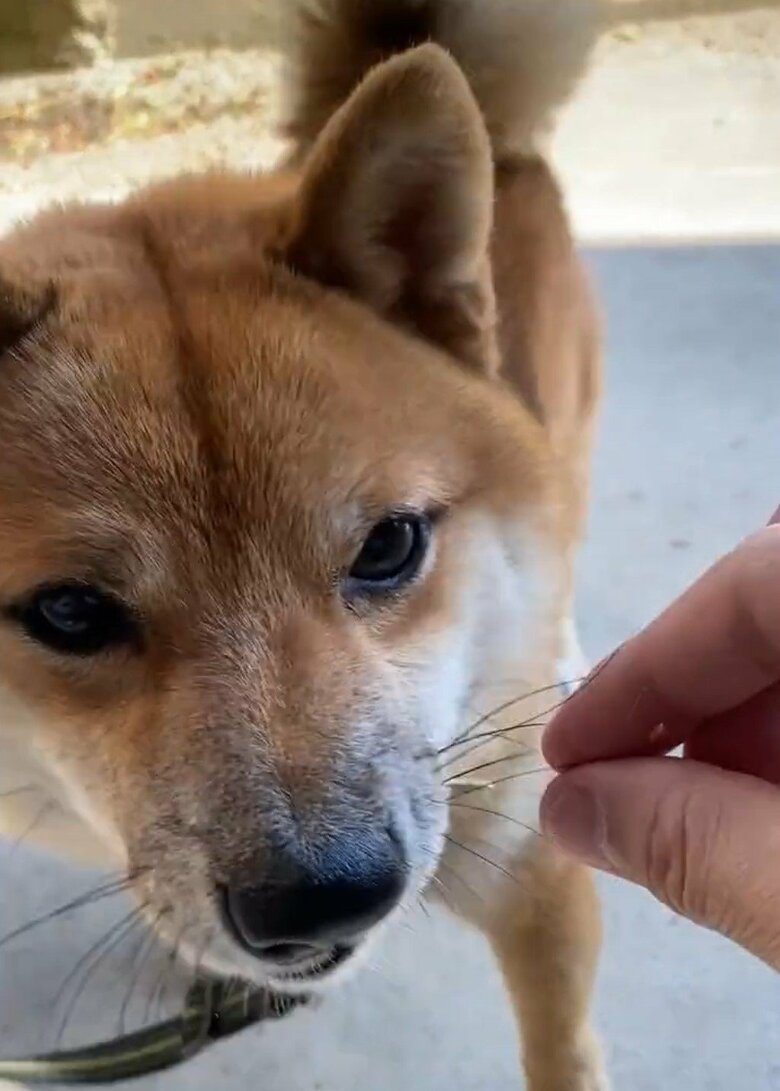 満足気なコロ助くん
