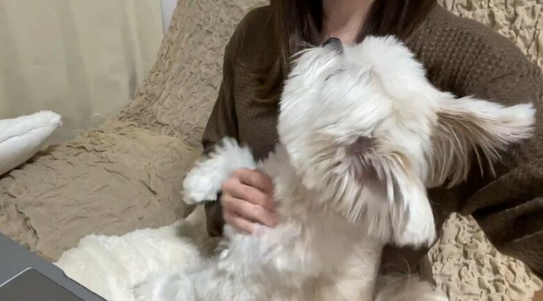 ぽんたくんの上目遣いに飼い主さんは勝てず、なでなでしていた