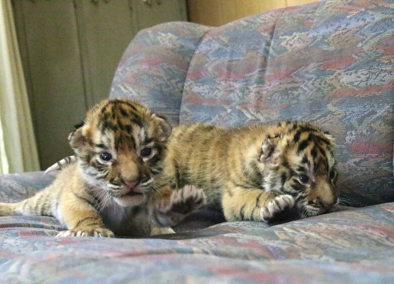 左：四葉ちゃん　右：琥珀くん（2021年12月24日撮影）