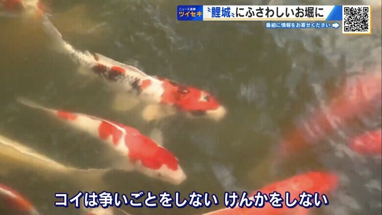 広島城のお堀を彩るニシキゴイ