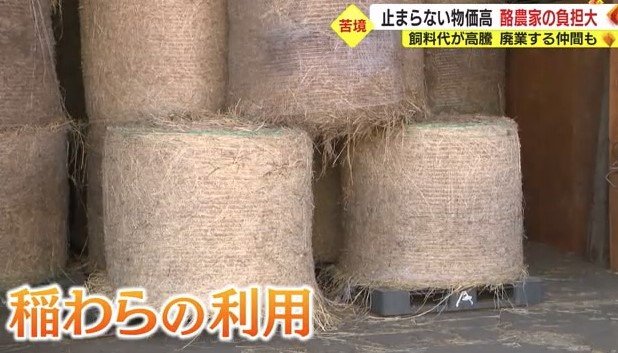 農家にもらった稲わらも飼料に