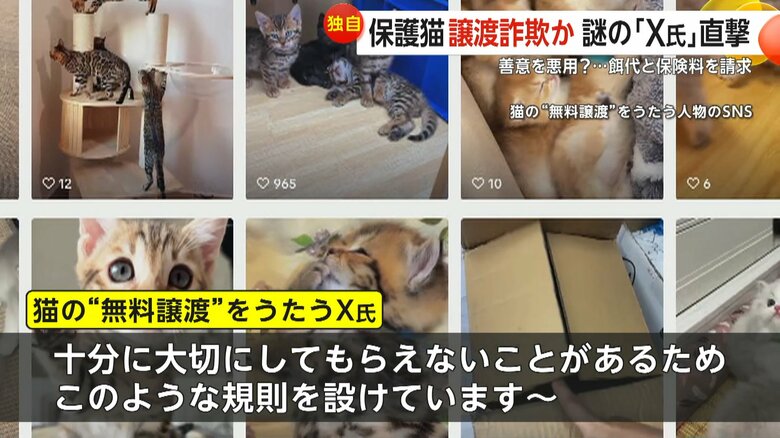 餌代と保険料を支払う理由について説明する猫の無償譲渡を謳うX氏