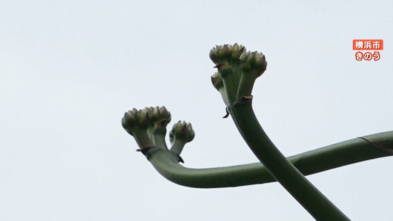 6月6日撮影のアオノリュウゼツラン